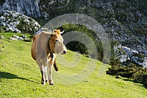 Cow grazing in a green meadow surrounded by mountains