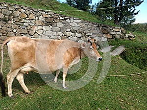 A cow is grazing in green park in Lohaghat, Uttrakhand / India