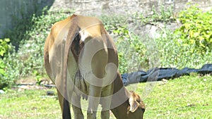 Cow grazing on green pasture back view. Tail and anus of beige cow grazing on field and eating green grass.