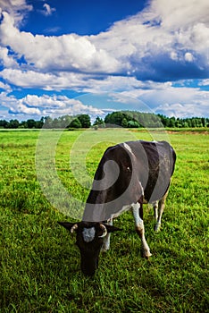 Kráva pasoucí se na zelené pastvině