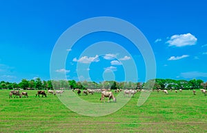 cow grazing green summer meadow and sky view