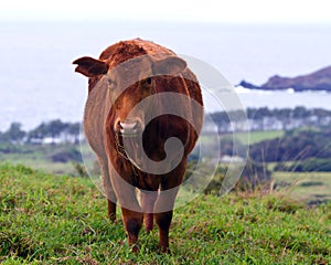 Cow grazing at Hana coast