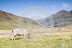 Cow grazing in the Hecho's Valley