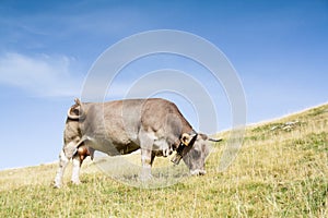 Cow grazing in the Hecho's Valley photo