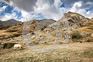 Cow grazing in high peaks of pourtalet mountain pass in pyrenees, spain and france