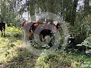 A cow grazing inside the Elephant Hills in the Aberdare Range forest in Nairobi Kenya