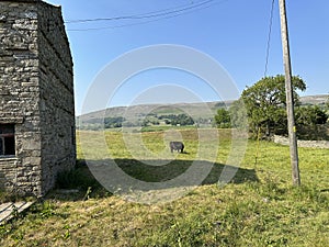 Cow grazing in a large field, with distant hills and farms in, Hawes, Yorkshire, UK