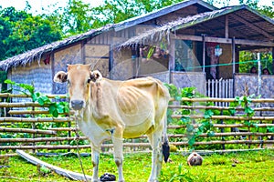 Cow grazing in the local subsistence farming.