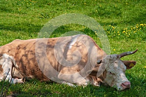 Cow grazing on a lovely green pasture