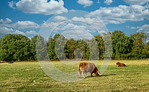 A cow grazing on a lush green field