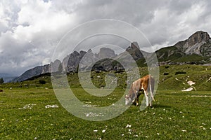 Cow grazing on lush pasture in the Dolomites, Italy near Tre Cime di Lavaredo