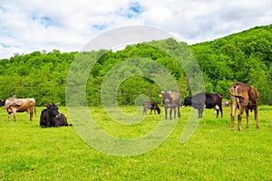 cow grazing on the meadow