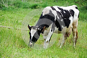 cow grazing in the meadow