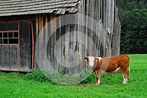 Una mucca pascoli prato 