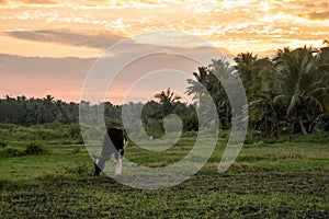 Cow grazing in a meadow on a background of palm trees photo
