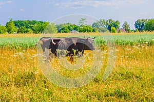 Cow grazing in a meadow. Cattle standing in field eating green grass