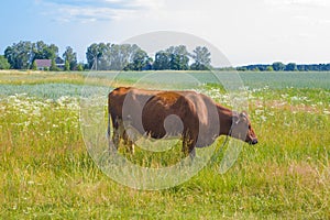 Cow grazing in a meadow. Cattle standing in field eating green grass