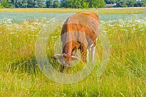 Cow grazing in a meadow. Cattle standing in field eating green grass