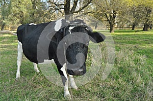 Cow grazing in the meadow. Closeup. Farm Animals