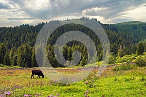 Cow grazing in a meadow farmland  in Ordu