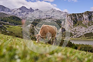 Cow grazing in a meadow at the foot of the alpine mountains. Farm animals in the wild in the alps.