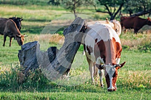 A cow grazing on the meadow with green grass