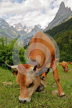 A cow grazing on a meadow located above Pralognan la Vanoise photo