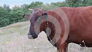 Cow Grazing on the Meadow and Looking on Camera on Sky Background at Sunny Day