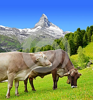 Cow grazing in the meadow in Pennine Alps, Switzerland