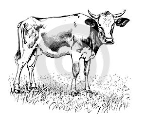 Cow grazing in the meadow sketch hand drawn