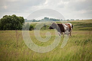 Cow is grazing in the meadow photo