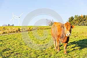 Cow grazing on meadow and wind turbines in background rural land