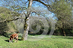 Cow grazing on the meadows on the banks of the river Nera, Banat, Romania