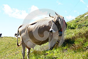 A cow grazing in a mountain field