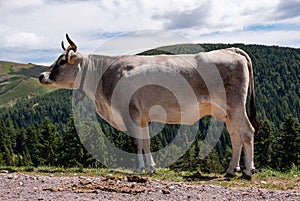 Cow grazing in the mountains