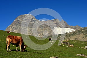 Cow grazing near Beautiful mountains and meadows in Sonamarg, Kashmir, India