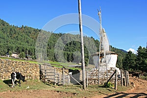 A cow is grazing near a chorten in the countryside near Gangtey, Bhutan