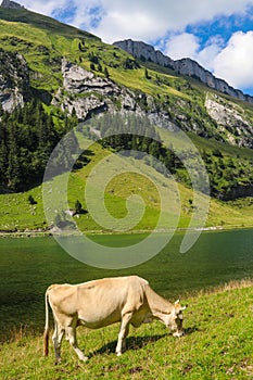 Cow grazing near Lake Seealpsee in the Swiss Alps, Switzerland