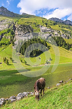 Cow grazing near Lake Seealpsee in the Swiss Alps, Switzerland