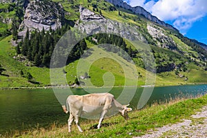 Cow grazing near Lake Seealpsee in the Swiss Alps, Switzerland