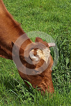 Cow grazing organic grass