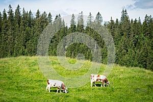 A cow grazing on a paddock in the swiss jura hills