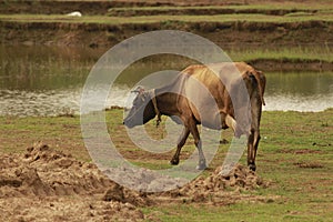 A cow is grazing in the partially filled lake. It usually be the place where grass grows and shephard and cowboys bring animals