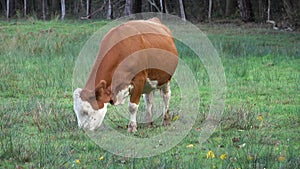 Cow grazing on pasture