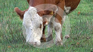 Cow grazing on pasture