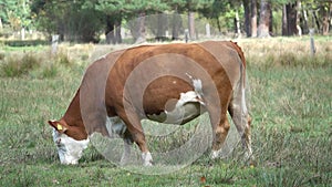 Cow grazing on pasture