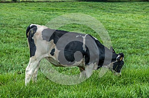 Cow grazing in the pasture closeup