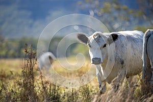 cow grazing on pasture in a field on a regenerative agriculture farm. Organic sustainable milk production