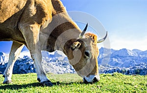 Cow Grazing in Picos de Europa Mountains, Spain