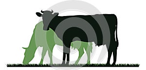 Cow grazing. Picture silhouette. Farm pets. Animals for milk and dairy products. Isolated on white background. Vector